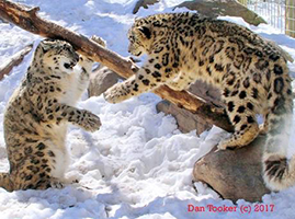 Snow Leopards-Gabriel and Alex200.jpg